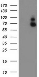 GBP1 Antibody in Western Blot (WB)