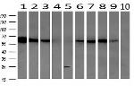 GBP1 Antibody in Western Blot (WB)