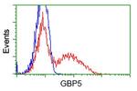 GBP5 Antibody in Flow Cytometry (Flow)