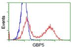 GBP5 Antibody in Flow Cytometry (Flow)