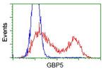 GBP5 Antibody in Flow Cytometry (Flow)