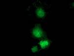 GBP5 Antibody in Immunocytochemistry (ICC/IF)