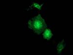 GBP5 Antibody in Immunocytochemistry (ICC/IF)