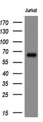 GBP5 Antibody in Western Blot (WB)