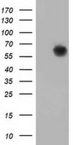 GBP5 Antibody in Western Blot (WB)