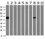 GBP5 Antibody in Western Blot (WB)