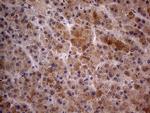 GC Antibody in Immunohistochemistry (Paraffin) (IHC (P))