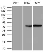 GC Antibody in Western Blot (WB)