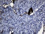 GCH1 Antibody in Immunohistochemistry (Paraffin) (IHC (P))