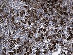 GCH1 Antibody in Immunohistochemistry (Paraffin) (IHC (P))