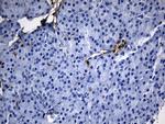 GCH1 Antibody in Immunohistochemistry (Paraffin) (IHC (P))