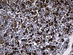 GCH1 Antibody in Immunohistochemistry (Paraffin) (IHC (P))