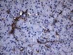 GCH1 Antibody in Immunohistochemistry (Paraffin) (IHC (P))