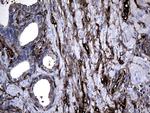 GCH1 Antibody in Immunohistochemistry (Paraffin) (IHC (P))