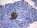 GCH1 Antibody in Immunohistochemistry (Paraffin) (IHC (P))