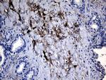 GCH1 Antibody in Immunohistochemistry (Paraffin) (IHC (P))