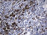 GCH1 Antibody in Immunohistochemistry (Paraffin) (IHC (P))