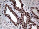 GCH1 Antibody in Immunohistochemistry (Paraffin) (IHC (P))