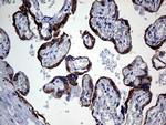 GCH1 Antibody in Immunohistochemistry (Paraffin) (IHC (P))