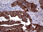 GCH1 Antibody in Immunohistochemistry (Paraffin) (IHC (P))