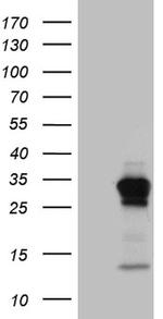 GCH1 Antibody in Western Blot (WB)