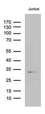 GCH1 Antibody in Western Blot (WB)