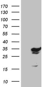 GCH1 Antibody in Western Blot (WB)