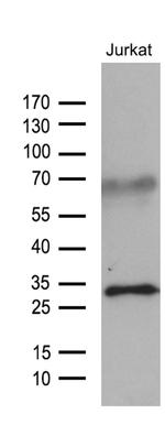 GCH1 Antibody in Western Blot (WB)