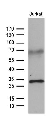 GCH1 Antibody in Western Blot (WB)