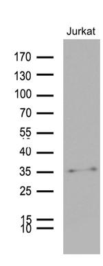 GCH1 Antibody in Western Blot (WB)