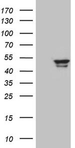 GCM1 Antibody in Western Blot (WB)