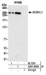 GCN1L1 Antibody in Western Blot (WB)