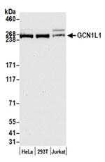 GCN1L1 Antibody in Western Blot (WB)