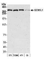 GCN1L1 Antibody in Western Blot (WB)