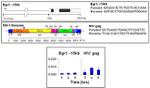 GCN5 Antibody in ChIP Assay (ChIP)