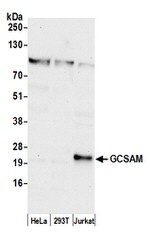 GCSAM Antibody in Western Blot (WB)