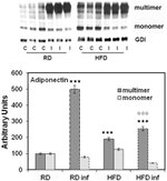 GDI1 Antibody in Western Blot (WB)