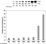 GDI1 Antibody in Western Blot (WB)