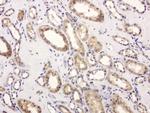 GEMIN8 Antibody in Immunohistochemistry (Paraffin) (IHC (P))