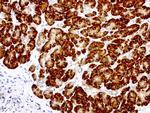 GEMIN8 Antibody in Immunohistochemistry (Paraffin) (IHC (P))