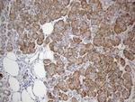 GEMIN8 Antibody in Immunohistochemistry (Paraffin) (IHC (P))