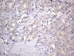 GEMIN8 Antibody in Immunohistochemistry (Paraffin) (IHC (P))