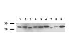 GEMIN8 Antibody in Western Blot (WB)