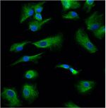 GFAP Antibody in Immunocytochemistry (ICC/IF)