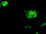 GFAP Antibody in Immunocytochemistry (ICC/IF)