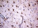 GFAP Antibody in Immunohistochemistry (Paraffin) (IHC (P))