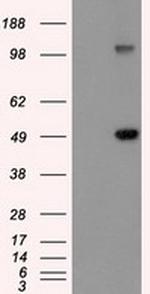 GFAP Antibody in Western Blot (WB)