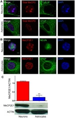 GFAP Antibody in Immunocytochemistry (ICC/IF)