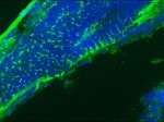 GFAP Antibody in Immunohistochemistry (IHC)