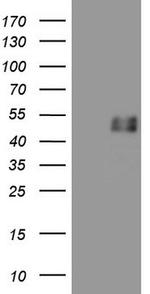 GFI1 Antibody in Western Blot (WB)